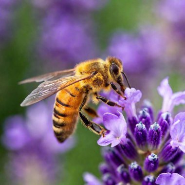 Extreme macro of a bee collecting pollen from a lavender flower. clipart