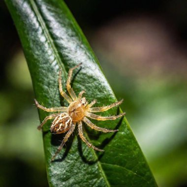 Extreme macro of a spider wrapping its prey in silk, with a green leaf as the background. clipart