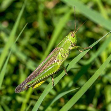 Macro shot of a grasshopper camouflaged among blades of grass. clipart