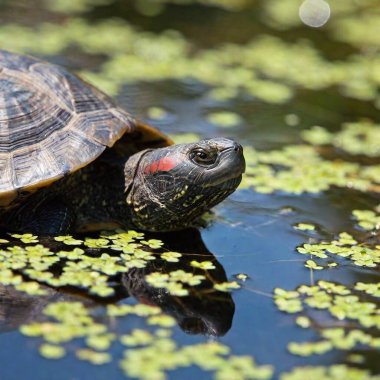 Close-up of a turtle's head emerging from the water, surrounded by aquatic plants. clipart