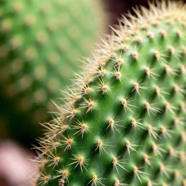 Macro of a prickly pear cactus pad, with tiny hairs and spines in focus. clipart