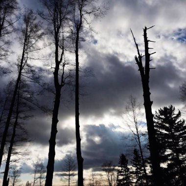 A blackened forest, with trees reduced to skeletal remains, silhouetted against a dark, clouded sky. clipart