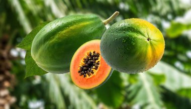 A fresh papaya with seeds floating mid-air against a bright tropical foliage background. clipart