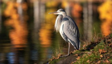 Craft an artwork of a heron standing gracefully by a pond, with autumn trees reflecting in the water. clipart