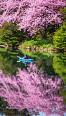 A colorful kayak gliding through calm waters, with blooming cherry blossom trees reflecting on the surface of a river. clipart