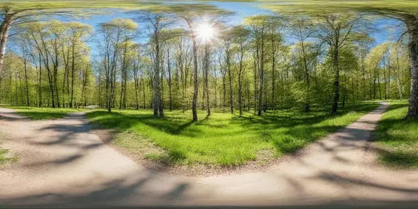 A person looking at two different paths in a forest, symbolizing a career decision