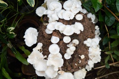 Ölü mango ağacının gövdesinde yabani mantarlar yetişiyor.