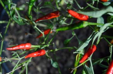 Bahçede kırmızı biber