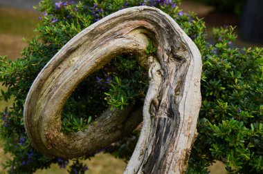 Bonsai ağacı müfrezesi kapatın.