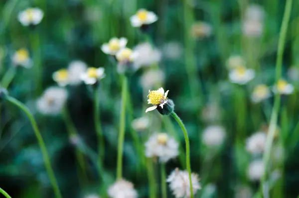 Bahçede bir sürü Tridax Daisy çiçeği var.
