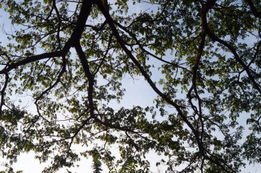 Ağaçların dalları mavi gökyüzü arkaplanına karşı, alçak bir açıdan çekilmiş.
