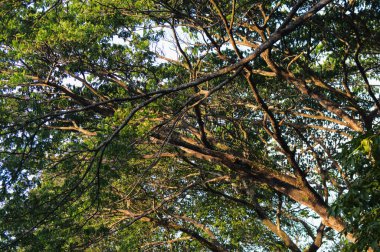 Üzerinde güneş ışığı parlayan bir ağaç.