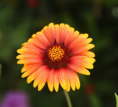 Bahçedeki güzel çiçekler