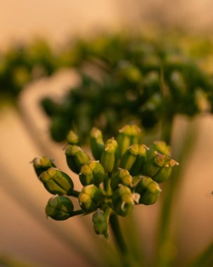 Bahçeler ön planda.