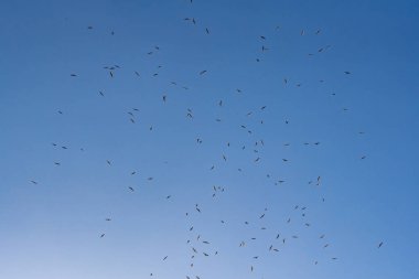 they wandered in the sky stalking clipart