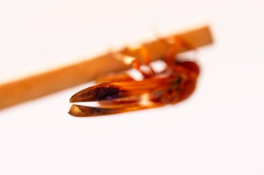 kırmızı eşekarısı bir çubuğa tünemiş