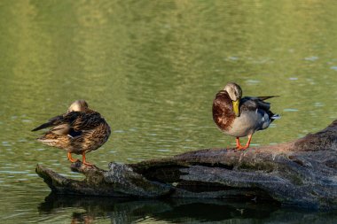 Yaban ördeği göletin gövdesine tünemişti.