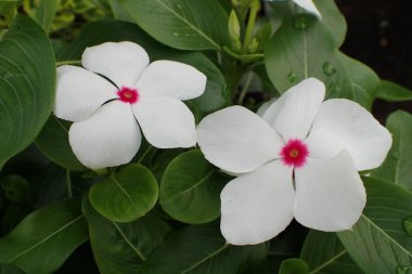 Beyaz menekşe çiçeği çiçek açıyor. Fotoğraf Temmuz ayında Japonya 'da çekildi..