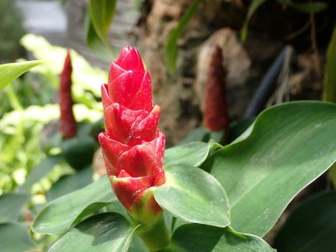 Kızıl Sarmal Bayrak Çiçeği. Fotoğraf Tayland 'da çekildi..