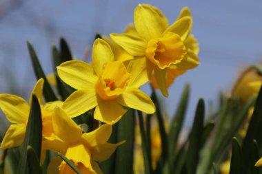 Japonya 'da sarı narsist çiçek açıyor..