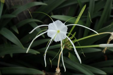 Beach Spider Lily Tayland 'da çiçek açıyor..