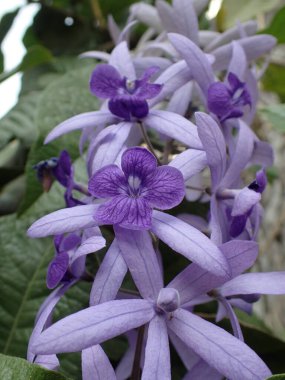 Petrea are blooming in Thailand. The photo was taken in February. Color is purple. clipart