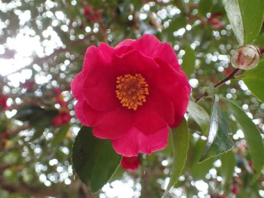 Japonya 'da yeşil yapraklı kırmızı kamelya çiçeği