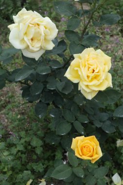 Japonya 'da sarı gül çiçekleri.