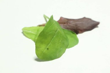 Beyaz arkaplanlı bebek yaprağı resmi.