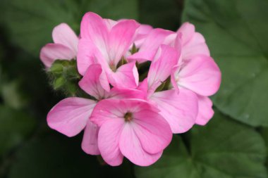  Japonya 'da pembe sardunya çiçeği.