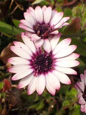  Japonya 'da Afrika papatyası çiçeği.