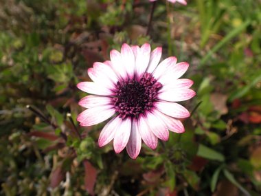  Japonya 'da Afrika papatyası çiçeği.