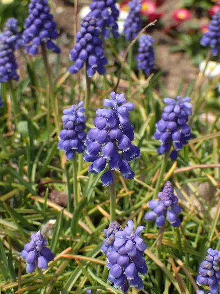  Japonya 'da Muscari çiçeği.