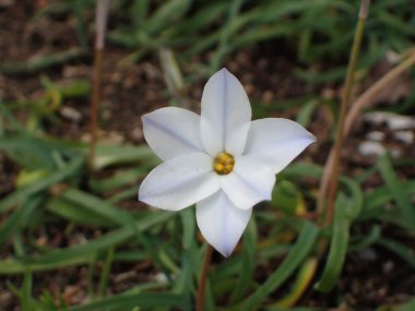 Japonya 'da ilkbahar çiçeği.