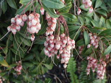 Japonya 'da Japon andromeda çiçeği.