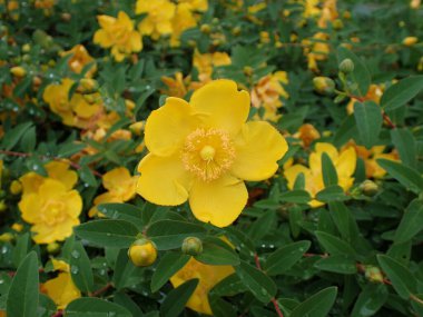 Japonya 'da Sungold St. John' s Wort Çiçeği.