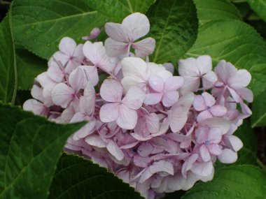 Japonya 'da ortanca çiçeği.