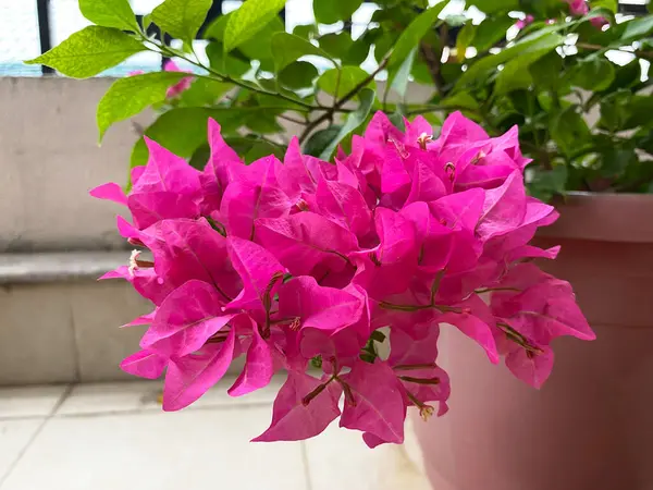 stock image the pink bougainvillea presents a stunning contrast between its vibrant bracts and lush green leaves, making it a captivating sight.