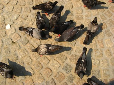 Bir grup siyah güvercin kaldırımdaki dağınık yiyecekleri gagalıyor, parlak tüyleri zeminin kaba dokusuyla çelişiyor.. 