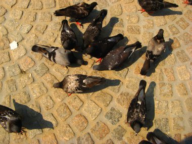 Bir grup siyah güvercin dokulu, düzensiz bir zeminde bir araya gelirler tüyleri toprak ve yıpranmış yüzeye karşı hafif bir parıltı yaratır.. 