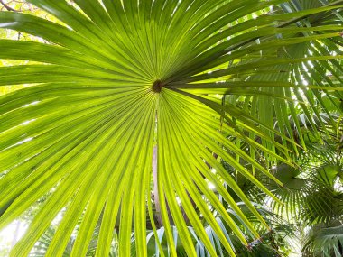  Merkezinden yayılan kalın, uzun yapraklı yeşil palmiye yaprağı karmaşık damar desenleri sergiliyor.. 