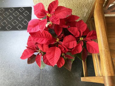 Top view of Poinsettia plant, adorned with bright red bracts and lush green leaves clipart