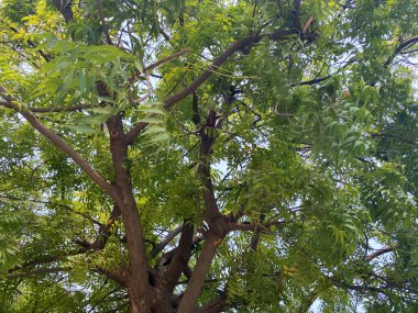 Neem ağacının büyüleyici taban manzarası yoğun, parlak yeşil yapraklarını sağlam dallarla iç içe geçiriyor.,