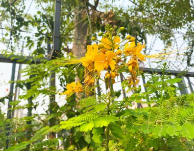 Bright yellow Caesalpinia pulcherrima flowers bloom vibrantly amidst lush green foliage, creating a stunning natural display on the tree clipart