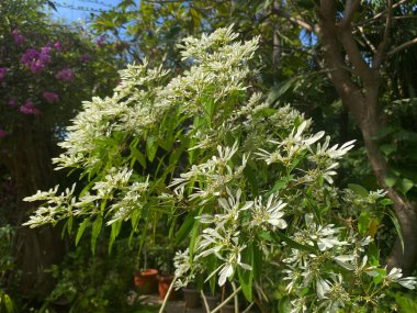 The snowflake bush is an ornamental shrub known for its striking variegated foliage, clipart