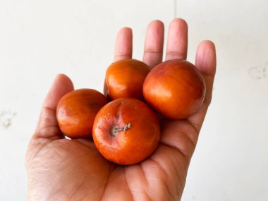 Olgun, büyük bir meyve kümesini tutan bir el, pürüzsüz, parlak derileri koyu kırmızı-kahverengi tonlarda parlıyor..