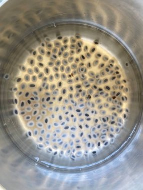 Şeffaf bir cam kasede, sırılsıklam olmuş siyah fesleğen tohumları yumuşak, şeffaf kürelere dönüşüyor..