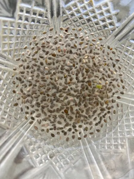 Cam bir kasede sırılsıklam Chia tohumları dolgun ve şeffaf görünür, jel gibi bir kaplama ile çevrili.. 