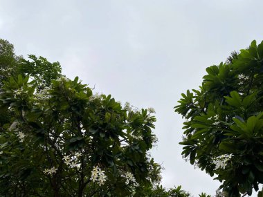 Clusters of white plumeria flowers bloom gracefully against a soft, cloudy sky, their delicate petals radiating serene, pure beauty.