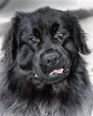 Newfoundland Köpeğinin Yakın plan Çekimi Neşeli bir ifadeyle Dilini Gösteriyor